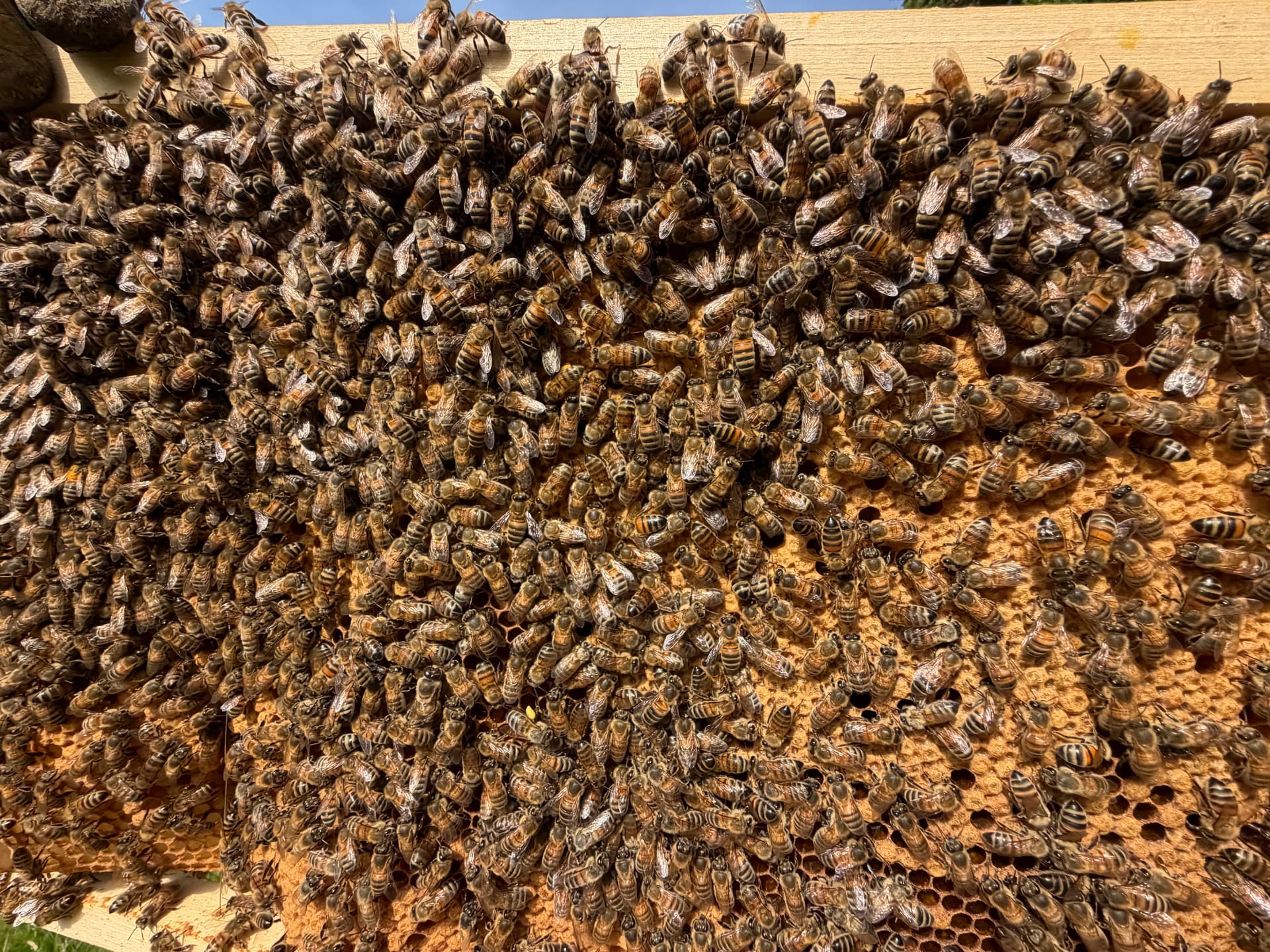 Cadre de ruche couvert d'abeilles, tenu à contre-jour