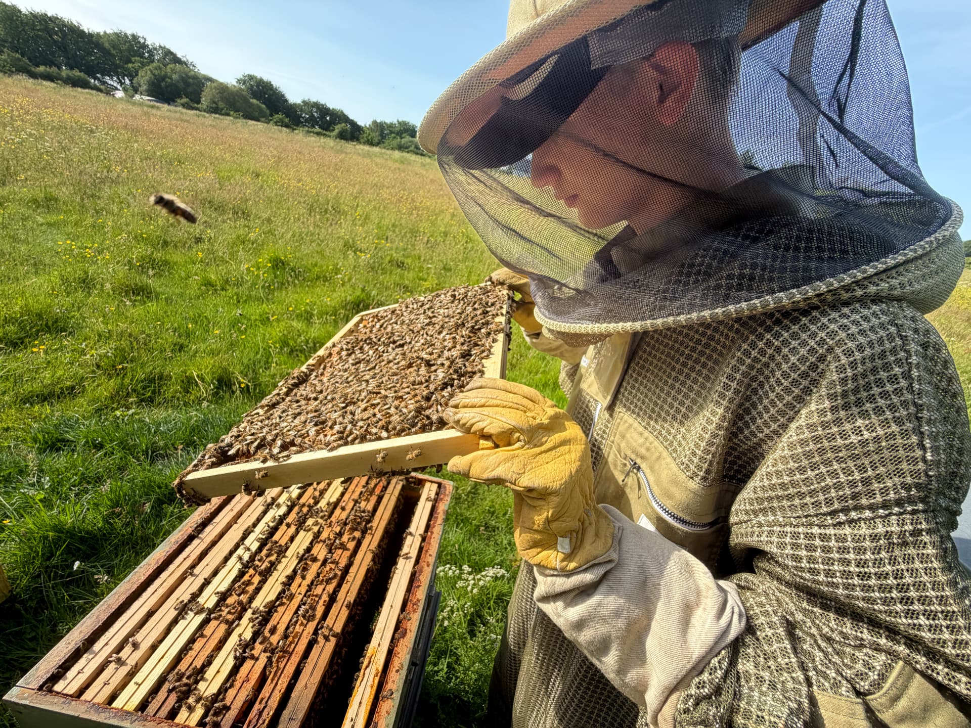 Apiculteur observant un cadre couvert d'abeilles à Bouzaire